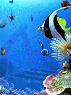 via GIPHY Aquarium Gif, Fish Gif, Webcore Aesthetic, Cool Pools, Aquarium Fish, Sea Creatures, Under The Sea, Different Types, Animal Art