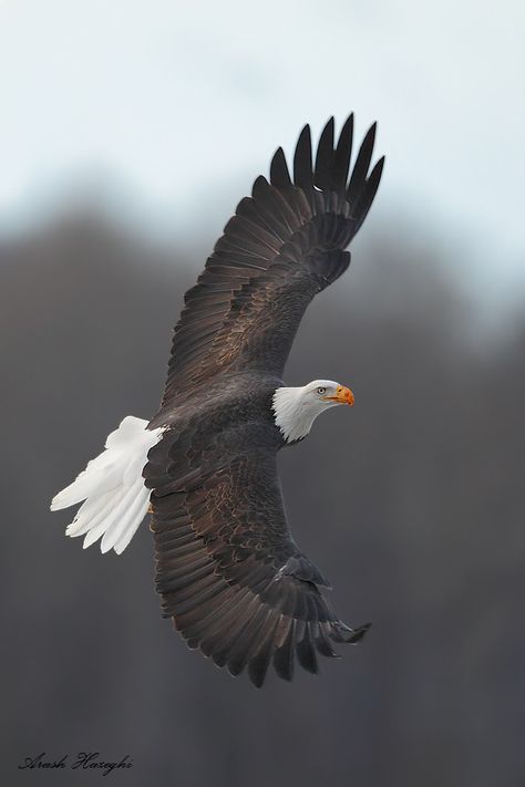 ♀ Wildlife photography animal bird Alaska eagle Birds Pics Nature, Eagle Pic, Bird Pic, Birds Pics, Wild Life Animals, Alaskan Malamute Puppies, Eagle Flying, Best Pic, Eagle Images