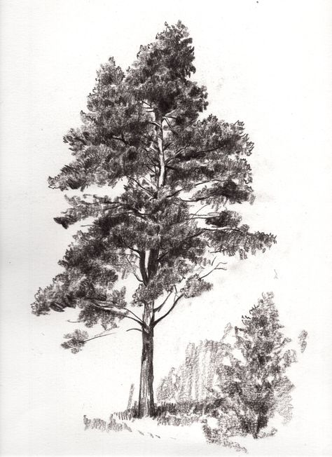 2013, charcoal on paper. Morpholio Trace, Birdhouse Projects, Tree Sketch, Doodles Art, Tree Sketches, Academic Art, Figure Sketching, Cad Drawing, Evergreen Trees