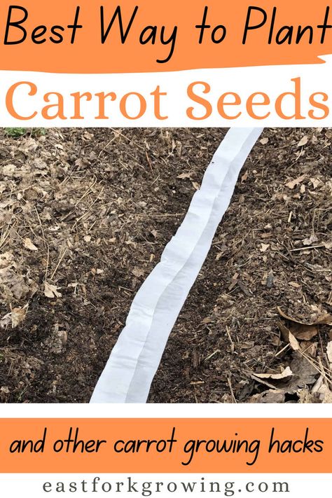 Growing carrots in your garden is easier than you think! Discover the best way to grow carrots, plus tips on planting carrot seedlings. Whether you're new to carrot gardening or just looking for the best way to plant carrot seeds, this guide has all the tips you need to start growing carrots and create a successful vegetable garden. Best Way To Plant Carrot Seeds, Best Way To Grow Carrots, How To Plant Carrots From Seeds, How To Grow Carrots, When To Plant Carrots, Carrot Planting, Carrot Seedlings, Carrot Plant, Planting Carrots