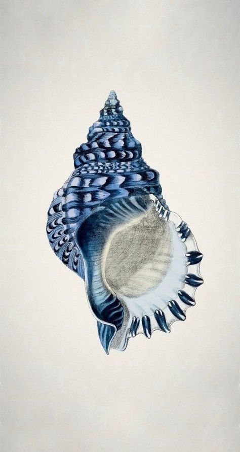 Coastal Wallpaper, Sea Shell, Iphone Wallpaper, Shells, Ipad, To Share, Blue And White, Screen, Wallpapers