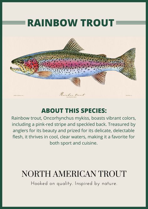 Rainbow Trout Photography, Rainbow Trout Picture, Rainbow Trout Art, Fish Chart, Trout Art, Rainbow Trout Fishing, Fly Fishing Art, Trout Fish, Fish Icon