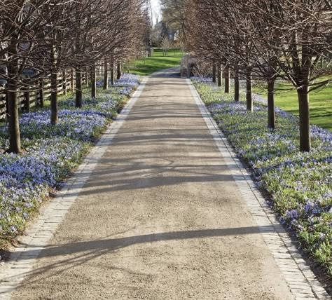 Tree Lined Driveway Country, Long Drive Way With Trees, Tree Lined Driveway Country Farms, Tree Driveway, Driveway Inspiration, Tree Lined Path, Gravel Driveway Landscaping, Lined Driveway, Driveway Edging