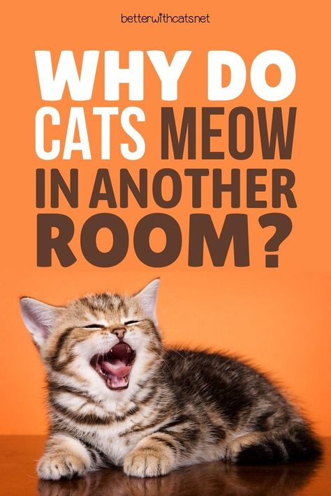 Are you curious to know, why do cats meow in another room? Well, we have 10 good reasons why they do it and what this specific meowing means! Cute Cat Drawing Easy, Cats Meowing, Cute Tattoos With Meaning, Cute Cat Names, Cat Tips, Colorful Hairstyles, Cat In Heat, Cat Drawing Tutorial, Cat Years