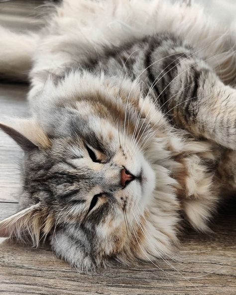 Oryx the Silver Siberian on Instagram: “I've been living my best life in the sun today 😻🐾 #siberiancat #silversiberian #siberian_meowdels #siberian_cat_lovers” Living My Best Life, My Best Life, Siberian Cat, Best Life, Cute Cats, Cat Lovers, Life Is Good, The Sun, I Am Awesome