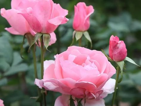 Queen Elizabeth rose - Queen Elizabeth Rose Bush, Queen Elizabeth Rose, Broken Rose, Pink Fragrance, Types Of Roses, Shrub Roses, Rose A, Rose Bush, Climbing Roses