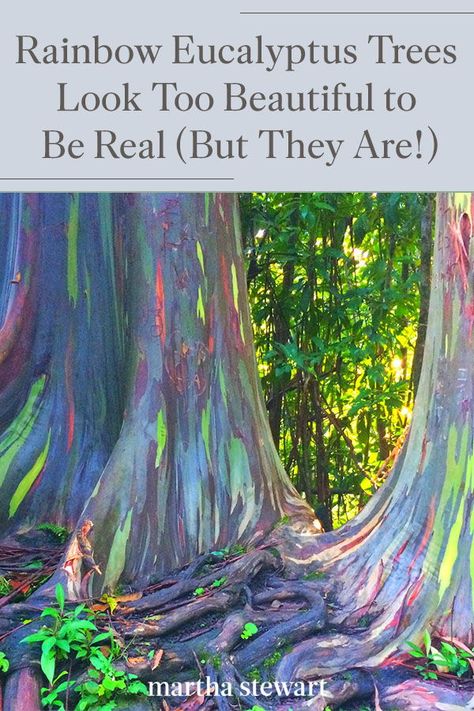 Click here to learn about the rainbow eucalyptus tree and where you can see it in person to fully appreciate its bold, bright colors. Plus, learn why the rainbow eucalyptus is so unique and what causes it to have those beautiful colors. #gardening #gardenideas #garden Rainbow Eucalyptus Tree, Real Rainbow, Eucalyptus Deglupta, Rainbow Eucalyptus, Eucalyptus Trees, Driftwood Art Diy, Forest Habitat, Rainbow Tree, Eucalyptus Tree