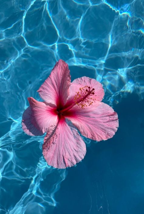 Blue Hibiscus Flower Aesthetic, Light Blue Hibiscus Wallpaper, Summer Wallpaper Hibiscus, Beach Hibiscus Aesthetic, Hibiscus Flower Pink Wallpaper, Iphone Wallpaper Preppy, Phone Background Wallpaper, Watch Wallpaper, Apple Watch Wallpaper