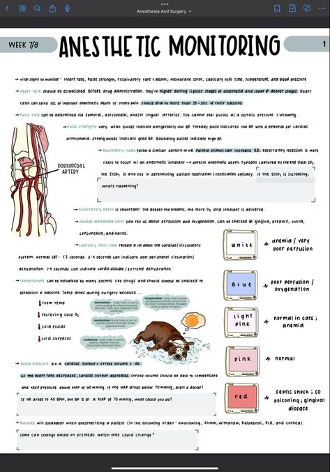 Anesthesia Monitoring, Veterinary Medicine Student, Veterinary Study, Vet School Motivation, Vet Tech School, Veterinary Tech, Vet Tech Student, Vet Technician, Veterinary Studies