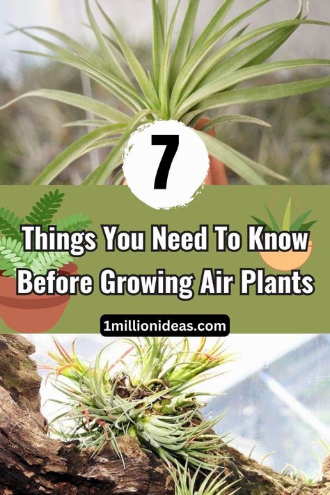 7 Things You Need To Know Before Growing Air Plants How To Grow Air Plants, Air Plants Care, 2024 Recipes, Plant Terrarium, Air Plant Terrarium, Houseplants Indoor, Plant Needs, Clean Air, Cool Plants