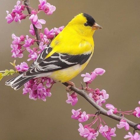 Golden Finch, Bird Painting Acrylic, American Goldfinch, Finches Bird, Terra Cotta Pot Crafts, Bird Artwork, Amazing Nature Photos, Goldfinch, Wildlife Nature