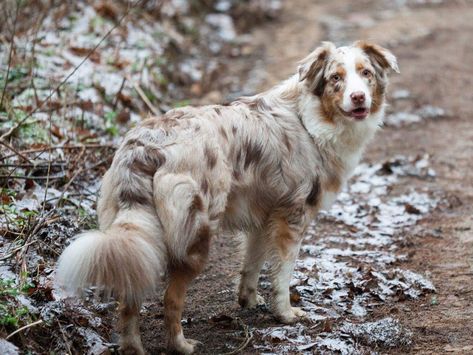 Australian Shepherd red merle Australian Shepherd Merle, Red Merle Aussie Shepherd, Red Merle Australian Shepherd Miniature, Red Merle Aussie, Aussie Red Merle, Mini Australian Shepherd Blue Merle, Australian Shepherd Husky, Red Tri Color Australian Shepherd, Red Merle Australian Shepherd