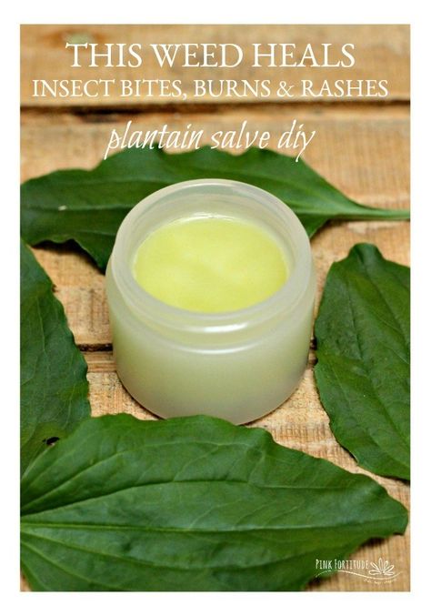 Just when you think there is nothing worse than dry winter skin, summer happens.  Summertime creates its own share of issues for your skin such as bug bites, stings, heat rashes, sunburn, and dry skin. Look no further than outside your front door for an easy DIY salve that will take the itch away. Diy Salve, Plantain Salve, Rashes Remedies, Salve Recipes, Heat Rash, Dry Winter Skin, Natural Healing Remedies, Herbal Healing, Bug Bites