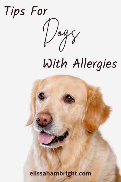 Allergies can be a real challenge for both dogs and their owners. But what if there are natural remedies that can help your dog? Discover the power of essential oils and how they can provide extra support to your dog. Elissa Hambright shares her expert insights and experience using essential oils to soothe and support dogs suffering from allergies. Don't let your dog's allergies control them – explore natural solutions now! Allergies In Dogs Remedies, Natural Remedies For Dog Allergies, Dog Allergy Remedies, Itchy Dog Ears, Dogs With Allergies, Essential Oils Dogs, Coconut Oil For Dogs, Dog Remedies, Are Essential Oils Safe