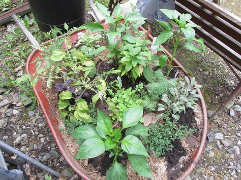 Grandma Pearl's Backporch: Easy Wheelbarrow Herb and Vegetable Garden Outdoor Herb Garden, Herb Garden, Vegetable Garden, Garden Projects, Outdoor Gardens, Outdoor Living, Herbs, Flowers, Plants