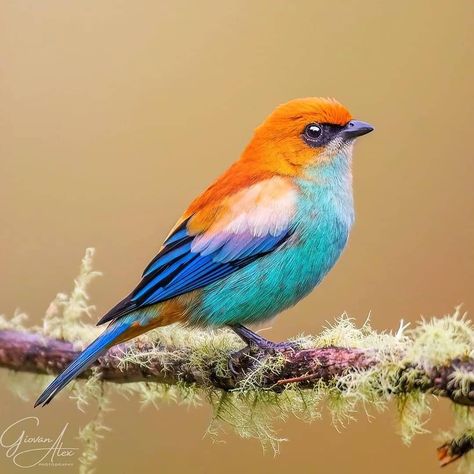 Birds Photography Nature, Birds Nature, Most Beautiful Birds, Nature Birds, Bird Pictures, Exotic Birds, Bird Drawings, Pretty Birds, Bird Photo