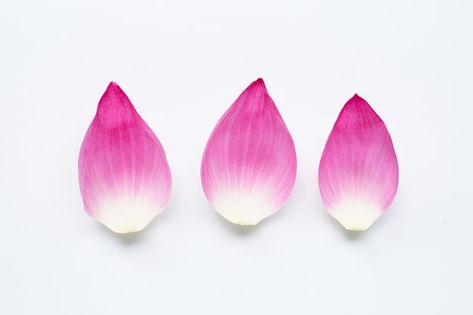 Pink lotus flower petals on white surfac... | Premium Photo #Freepik #photo #waterlily #water-lily #lily-flower #botanical-garden Lotus Flower Petals, Pink Lotus Flower, Lotus Petal, Tree Cake, Tree Cakes, Pink Lotus, Cherry Tree, Water Lily, Lily Flower