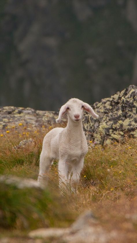 Lamb Aesthetic Wallpaper, Sheep Astethic, Sheep Wallpaper Iphone, Lamb Aesthetic, Lamb Wallpaper, Sheep Wallpaper, Lamb Photography, Cute Potato, Farm Pictures