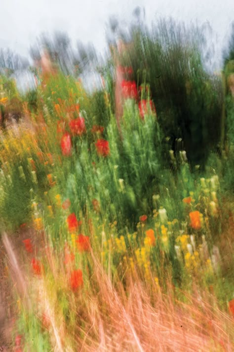 ICM photography: How I use Intentional Camera Movement to bring scenes to life | Digital Camera World Fragility Photography, Intentional Camera Movement, Static Photography, Impressionism Photography, Botanic Photography, Scanography Photography, Juxtaposition Photography, Silent Photography, Mood Boards Photography