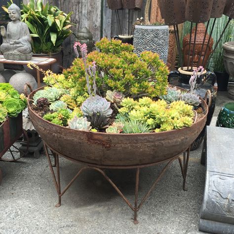 Large solid iron Kadai bowl planted with succulent arrangements. Iron stand included. Originally used in north India as an oversized cooking pot. Succulent Bowls, Succulent Display, Succulent Garden Design, Succulent Landscaping, Succulent Garden Diy, Hanging Succulents, Iron Stand, Succulent Gardening, Succulents In Containers