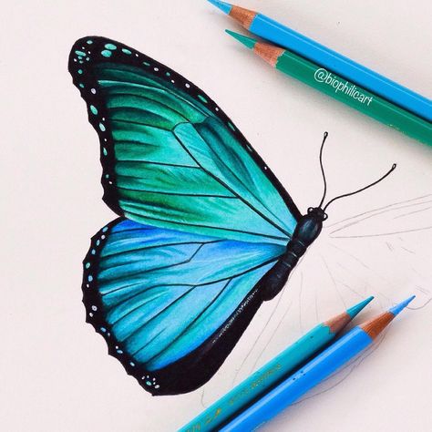 Blue Morpho butterfly - the start of a small piece. You might notice l get obsessed with drawing certain things - it is butterflies at the… Easy Butterfly Drawing, Easy Pencil Drawings, Color Pencil Sketch, Filmy Vintage, Prismacolor Art, Blue Morpho Butterfly, Colored Pencil Artwork, Morpho Butterfly, Blue Morpho