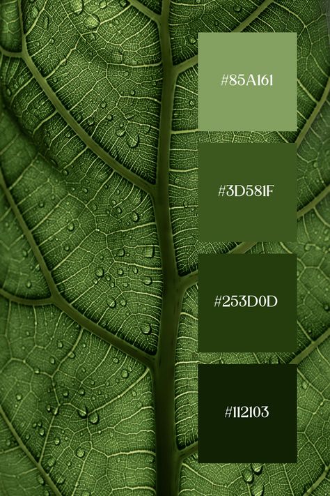 Sage Green Color Palette showcases a detailed close-up of a leaf with prominent veins and water droplets. The intricate network of veins is highlighted in various shades of sage green, creating a fresh and serene visual effect. Leaf Green Color Palette, Sage Green Color Combos, Green Palette Colour Schemes, Kelly Green Color Palette, Shades Of Green Palette, Color Palette Greens, Shades Of Green Color Palette, Moss Green Color Palette, Green Color Swatch