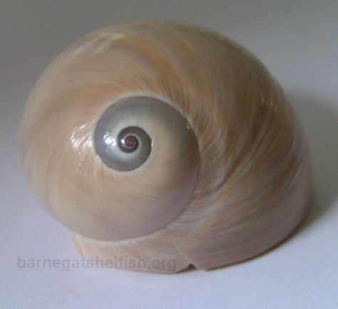 Moon Snail, Sea Snail, Snail Shell, Seashell Art, Seashell Crafts, Gods Creation, Sealife, Sea Shells, Shells