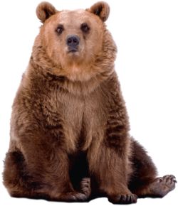 Photo Ours, Polyvore Png, Bear Images, Animal Images, Bear Photos, Bear Pictures, Bear Art, Animal Posters, Grizzly Bear