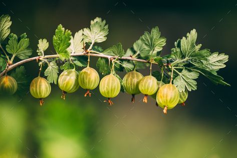 Goose Berries, Gooseberry Tree, Goose Berry Plant, Gooseberry Fruit, Flower List, Pink Gooseberry, Gooseberry Bush, List Of Flowers, Fresh Green