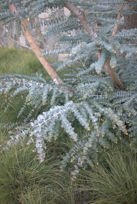 Baby Blue Eucalyptus Plant, Planting Eucalyptus Outside, Eucalyptus Pulverulenta, Australian Native Garden Design, Laundry Garden, Native Garden Design, Eucalyptus Cinerea, Baby Blue Eucalyptus, Plant Combos