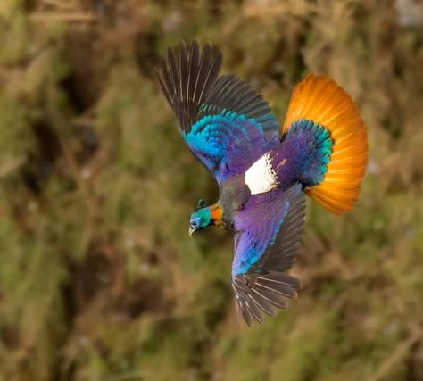 Himalayan Monal Sikkim,India Himalayan Monal, Fancy Birds, Bird Breeds, Bird Images, Kingdom Animalia, Big Bird, Weird Animals, Pheasant, Bluebird