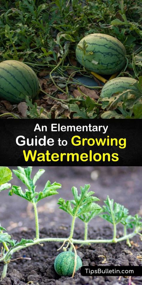 Watermelon Planting - Quick Tricks to Grow Watermelons Watermelon Planting, Watermelon Plants, Growing Melons, How To Grow Watermelon, Watermelon Plant, Cucumber Beetles, Row Covers, Vegetable Garden Diy, Backyard Vegetable Gardens