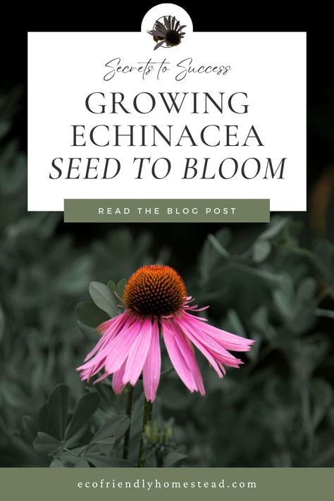 tips for echinacea garden Harvest Echinacea, Echinacea Seeds, Garden Planning Layout, Purple Coneflower, Seed Germination, Sustainable Garden, Tea Garden, Garden Layout, Sustainable Home