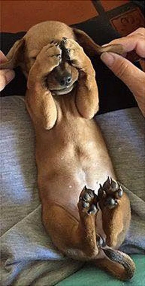 25 Hilarious Photos That Will Make You Glad Animals Exist Regnul Animal, Söt Katt, Weenie Dogs, Weiner Dog, Cute Animal Pictures, Sweet Animals, Pet Grooming, Big Dogs, 귀여운 동물