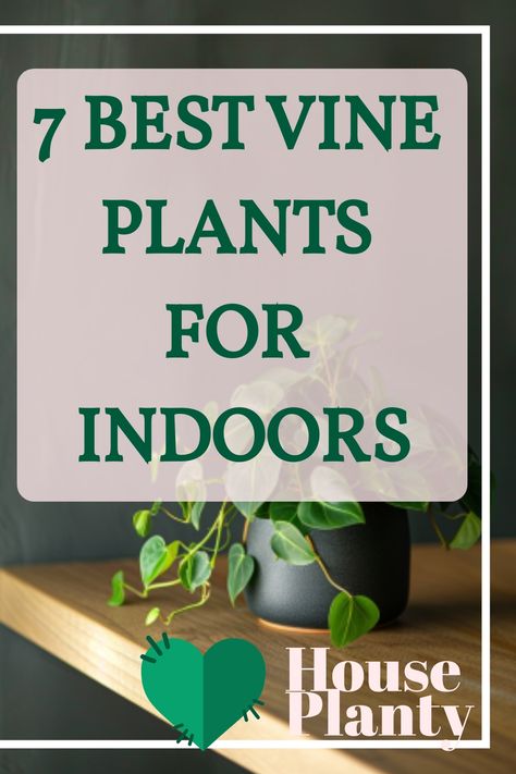 Discover lush growth with our list of the best vine plants for indoors – transform your space into a verdant oasis effortlessly! Indoor Ivy, Indoor Vine Plants, Plants For Indoors, Indoor Vines, Vine Plants, Types Of Houseplants, Arrowhead Plant, Natural Air Freshener, Jungle Vibes