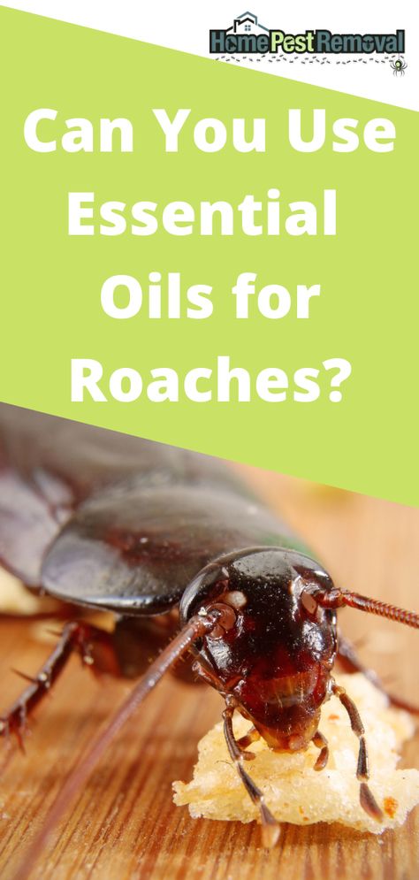 Essential Oils To Repel Roaches, Essential Oils For Bugs In House, Essential Oil For Roaches, Essential Oils To Get Rid Of Roaches, Roach Repellent Essential Oils, Essential Oils For Roaches In House, Essential Oils For Bugs, Roach Remedies, Essential Oil Bug Spray Recipe