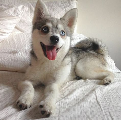 Klee Kai Dog, Alaskan Klee Kai Puppy, Siberian Dog, Mini Husky, Alaskan Malamute Puppies, Cute Husky Puppies, Tik Tok Videos Funny, Alaskan Klee Kai, Alaskan Husky