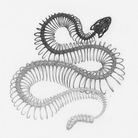 Sinuous Snakes, Insects, and Florals Intertwine in Graphite Illustrations by Zoe Keller | Colossal Snake Skeleton Drawing, Snake Skeleton Tattoo, Snake Skeleton, Skeleton Drawing, Graphite Illustration, Skeleton Drawings, Animal Skeletons, Snake Tattoo Design, Nature Artists