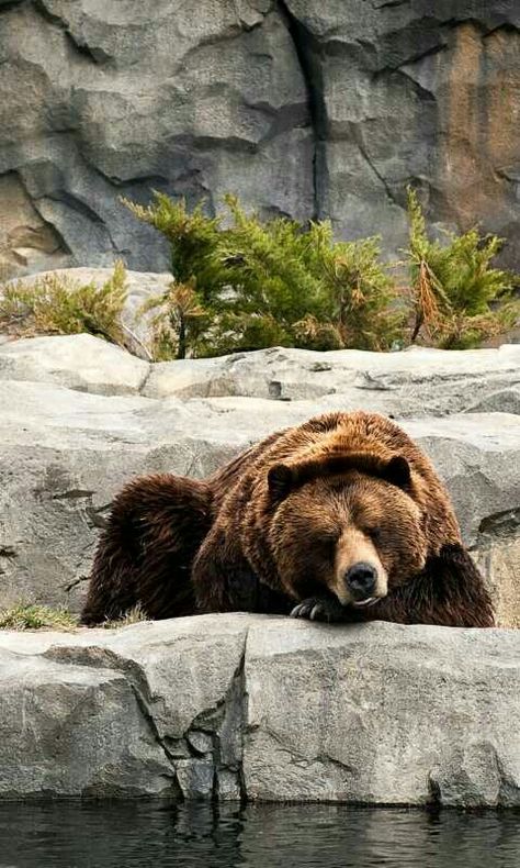 Glad the work day is over,  time to hibernate for a bit! Bear Hibernation, Animal Wallpapers, Nature Preserve, Animals Love, Animal Wallpaper, Nature Beautiful, Brown Bear, Beautiful Photography, Wild Animals