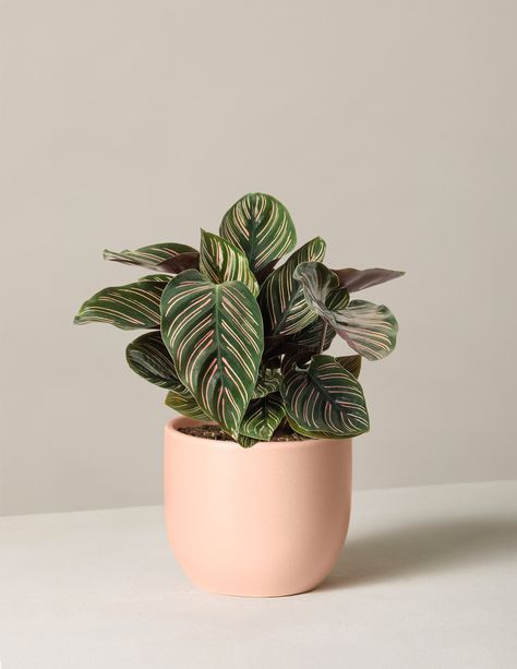 Calathea Ornata, Holiday Cactus, Indoor Tree, Moth Orchid, Poisonous Plants, Prayer Plant, Plant Delivery, Easy Care Plants, Houseplants Indoor