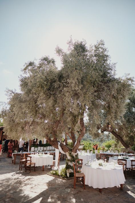 Typical Greek wedding set up on a village square with space for dancing under the Cretan sky. Mini Olive Trees Wedding, Olive Tree Centrepiece Wedding, Olive Tree Wedding Aisle, Olive Tree Wedding Decor, Olive Trees Wedding Ceremony, Backyard Wedding Dance Floor, Olive Tree Wedding, Wedding Juice, Greece Olive Trees