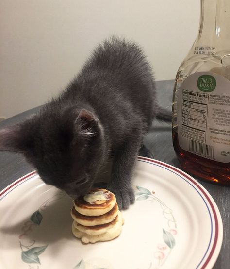 When Kenzie Jones went out of town and asked her boyfriend to take care of their recently adopted kitten Mr Wilson, she was nervous if her boo Chase Stout will remember to feed the cat. She couldn't have guessed that when Stout was making pancakes for himself, he decided to have some fun and create a tiniest stack of pancakes… all for the little kitten! Tiny Pancakes, Fluffy Kittens, Tiny Kitten, Adorable Kitten, Black Kitten, Little Kittens, Kitten Adoption, Funny Animal Pictures, Cat Owners