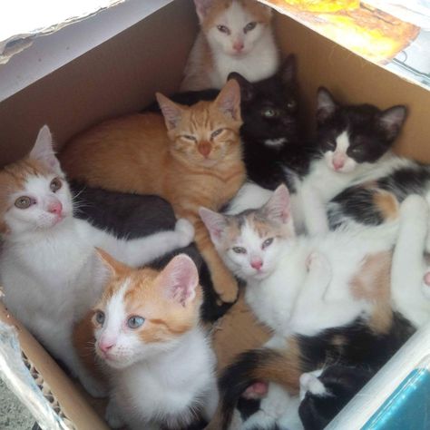 Here’s What To Do If You Find A Litter Of Kittens  For the love of Animals <3 Pass it On! Litter Of Kittens, Tabby Kitten, Kitten Rescue, Kitten Care, Animal Advocacy, Kittens Playing, Cat Box, Cute Kitten, Baby Kittens