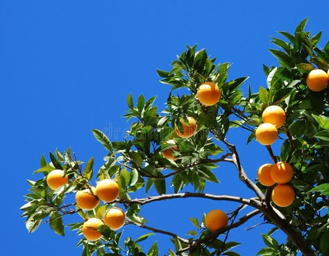 Orange tree. Branch of orange tree and very bue sky , #ad, #Branch, #tree, #Orange, #sky, #bue #ad Citrus Breakfast, Orange Tree Branch, Tangerine Tree, Birds Photography Nature, Tattoo Plant, Let's Make Art, Fruits Images, Plant Tattoo, Full Body Tattoo