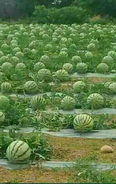 Watermelon Farming, How To Grow Watermelon, Garden Fruit, Farming Techniques, Watermelon Fruit, Fruit Photography, Beautiful Fruits, Vegetable Garden Design, Fruit Plants