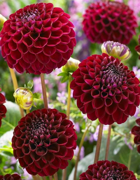 Pom Pom Dahlia: 1 thousand results found in Yandex Images Pom Pom Dahlia, Summer Bulbs, Growing Tips, Below The Surface, Plant Drawing, The Soil, Cut Flowers, Deep Red, Dahlia