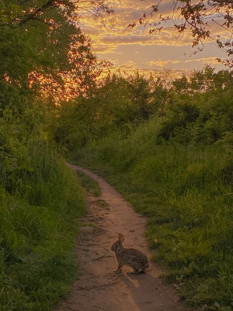 Brown Spring Aesthetic, Leah Core Aesthetic, Of Mice And Men Aesthetic, Cottage Brown Aesthetic, Cottagecore Field, Spring Aesthetic Animals, Brown Cottagecore, Cottage Sunset, Rabbit In Nature