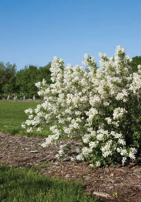 25 Bushes with White Flowers | White Flowering Shrubs | Bush With White Flowers, Tv Unit Wall, White Flowering Shrubs, Lotus Moon, Landscaping Shrubs, Annabelle Hydrangea, Growing Herbs Indoors, Smooth Hydrangea, Hydrangea Arborescens