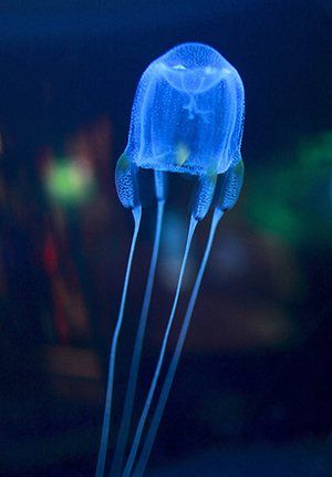 A Box Jellyfish | Bioluminescence | | nature | #Bioluminescence #nature https://biopop.com/ Sea Wasp Jellyfish, Irukandji Jellyfish, Types Of Jellyfish, Jellyfish Species, Box Jellyfish, Northern Australia, Jellyfish Photography, Ocean Aquarium, Deadly Animals