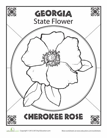 Worksheets: Georgia State Flower Cherokee Rose Tattoo, Georgia State Flower, Flower Worksheet, Georgia Tattoo, State Tattoos, Cherokee Rose, Georgia History, State Flowers, Rose Stencil